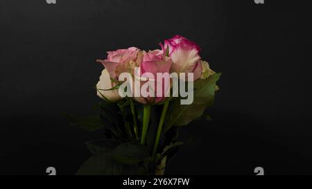 Strauß aus mehrfarbigen Rosen, die sich auf schwarzem Hintergrund drehen. Bunte Rosen auf dunklem Hintergrund. Romantik, Valentinstag, Hochzeitstag Stockfoto