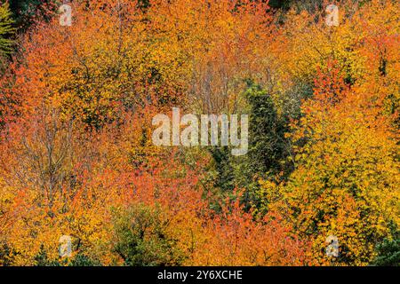 Herbstfarben in Artiga de Lin, Aran-Tal, lleida, Katalonien, Pyrenäen-kordillera, Spanien, europa. Stockfoto