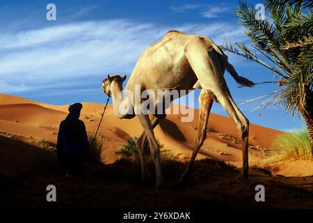 Nomad berber und sein Dromedar. Dünen von Erg-Chebbi. Merzouga. Sahara-Wüste. Marokko. Stockfoto