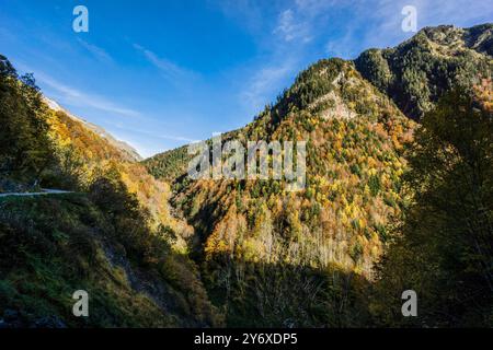 Herbstwald im Varradós-Tal, Aran-Tal, Lerida, Pyrenäen, Spanien, europa. Stockfoto
