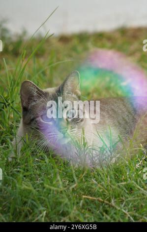 Katze spielt draußen mit Blasen Stockfoto