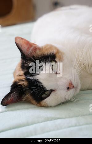 Calico-Katze in Ruhe Stockfoto