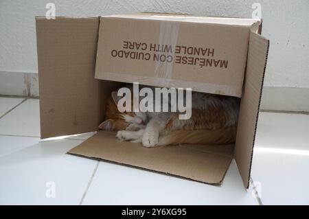 Katze, die in der Box schläft Stockfoto