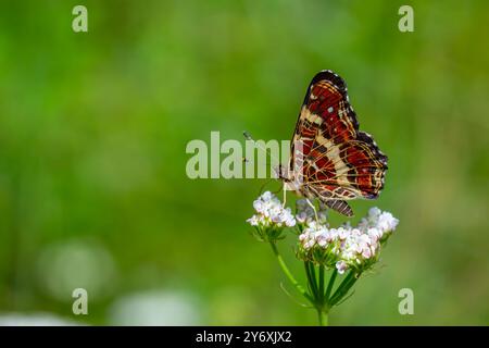 Karte Schmetterling Fütterung auf Blume, Europakarte, Araschnia levana Stockfoto