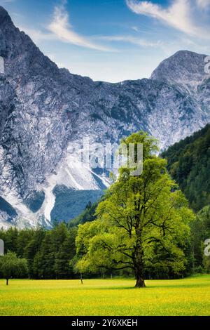 Plesnik Ulme auf der Wiese mit Bergen im Hintergrond. Stockfoto