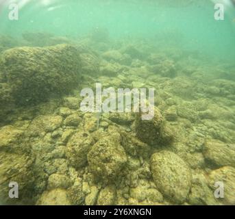 Unter Wasser am Poipu Beach in Kauai, Hawaii, USA Stockfoto