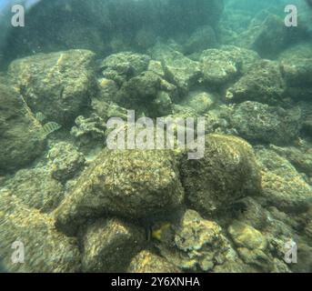 Unter Wasser am Poipu Beach in Kauai, Hawaii, USA Stockfoto