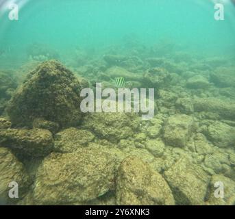 Unter Wasser am Poipu Beach in Kauai, Hawaii, USA Stockfoto