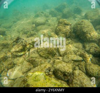 Unter Wasser am Poipu Beach in Kauai, Hawaii, USA Stockfoto