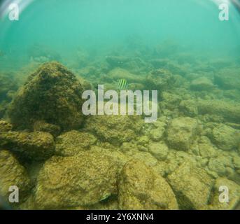 Unter Wasser am Poipu Beach in Kauai, Hawaii, USA Stockfoto