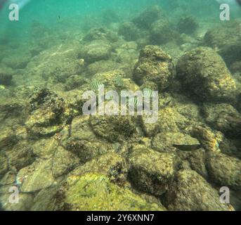 Unter Wasser am Poipu Beach in Kauai, Hawaii, USA Stockfoto