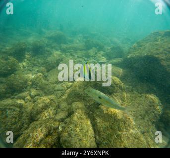 Unter Wasser am Poipu Beach in Kauai, Hawaii, USA Stockfoto