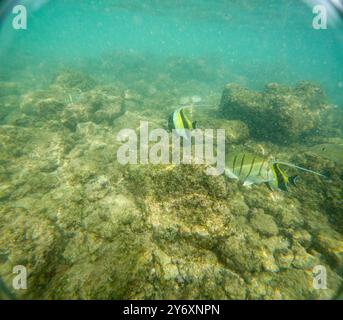 Unter Wasser am Poipu Beach in Kauai, Hawaii, USA Stockfoto