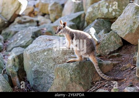 Gelbfüßiges Felswaby auf einem Steinhaufen Stockfoto