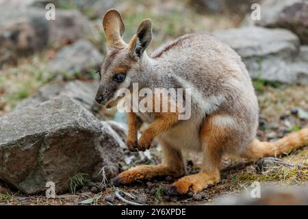 Junge Gelbfüßige Rock-Wallaby Stockfoto