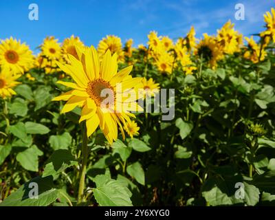 Nahaufnahme einer Sonnenblume in einem Sonnenblumenfeld vor einem blauen Himmel Stockfoto