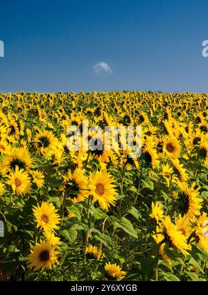 Ein Sonnenblumenfeld vor einem blauen Himmel Stockfoto