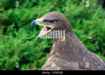 Der majestätische Adler ruft in der Wildnis hervor. Adlerschrei Stockfoto