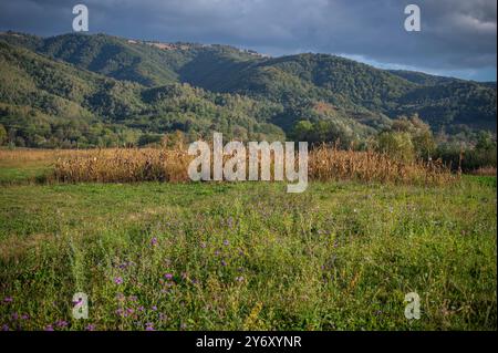 Rustikale Herbstlandschaft mit Maisfeld und Hügeln im Hintergrund Stockfoto