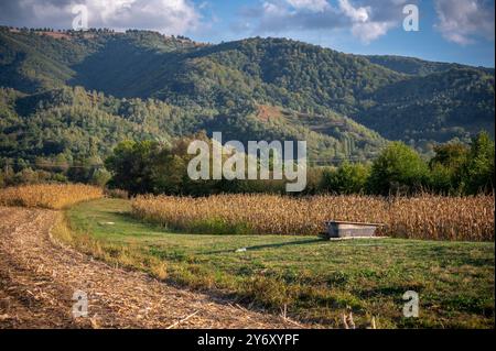 Rustikale Herbstlandschaft mit Maisfeld und Hügeln im Hintergrund Stockfoto