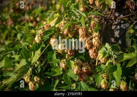 Die Nahaufnahme zeigt eine Gruppe reifer Hopfenzapfen, die an einer Rebe hängen. Die Kegel, eine wichtige Zutat beim Bierbrauen. Stockfoto