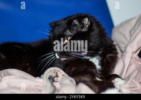 Eine Hauskatze mit schwarzem Fell, gelben Augen und weißer Nase Stockfoto