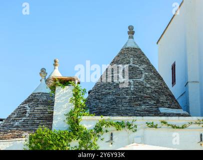 Traditionelle konische Dächer von Trulli-Häusern mit einer weißen Wand, die mit Efeu bedeckt ist, in alberobello, apulien, italien Stockfoto