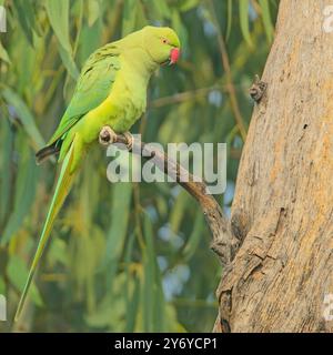 Rosenringsittich, (auch bekannt als der Ringhals-Sittich) (Psittacula krameri), der auf einem Zweig in Bharatpur, Dehli, Indien thront. Stockfoto