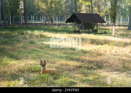 Ein junger Hirsch am Futterhäuschen Stockfoto