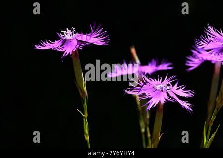 Rosafarbene Blüten des gesäumten Rosa (Dianthus hyssopifolius) Stockfoto