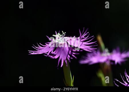 Rosafarbene Blüten des gesäumten Rosa (Dianthus hyssopifolius) Stockfoto