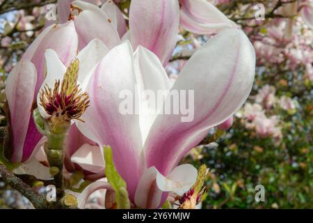 In dieser Nahaufnahme blüht eine lebendige Blume auf einem Baum und zeigt seine zarten Blütenblätter und komplizierten Details. Die Blume scheint in voller Blüte zu sein Stockfoto