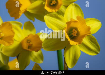 Eine Gruppe von leuchtend gelben Narzissen ist in voller Blüte, ihre Blütenblätter klingen im Sonnenlicht vor dem Hintergrund eines klaren, blauen Himmels. Stockfoto