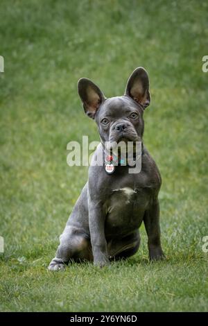 Ein junger französischer Bulldogge sitzt auf dem grünen Gras Stockfoto
