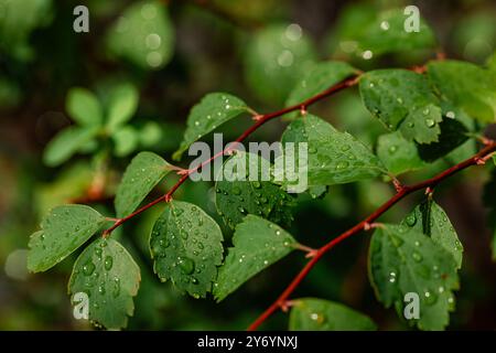 Regentropfen auf grünen Blättern Stockfoto