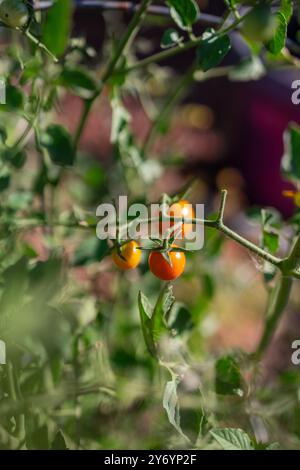 Kirschtomaten Reifen auf der Weinrebe im Garten Stockfoto