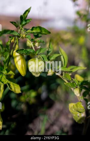 Tomatillo- und jalapeño-Pflanzen mit grünen Früchten, die in einem Garten wachsen Stockfoto