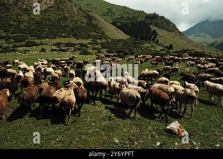 Große Schafherde, die friedlich in einer atemberaubenden Berglandschaft laufen Stockfoto