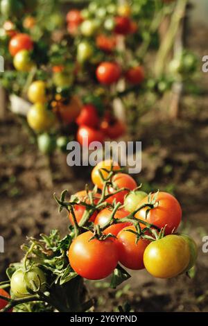 Eine Menge frisch geernteter Tomaten in einem rustikalen Bauernhof Stockfoto