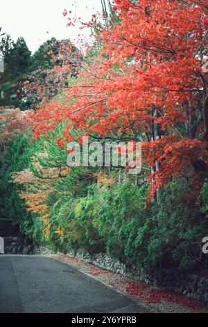 Rote Farben in den Straßen von Koya im Herbst Stockfoto