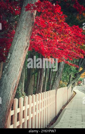 Details zu den Straßen von Koyasan im Herbst Stockfoto