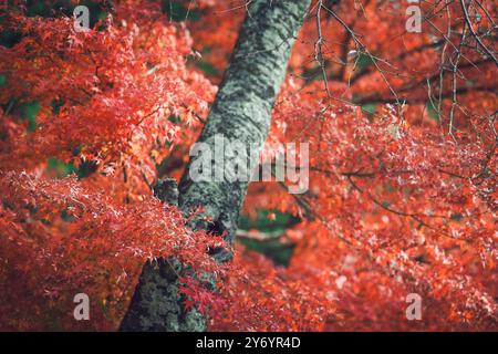 Details der roten Farben im Koya-Wald Stockfoto