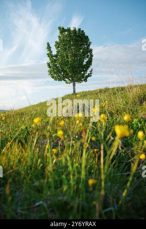 Einsamer grüner Baum auf grasbewachsener Wiese mit blühenden gelben Blüten Stockfoto