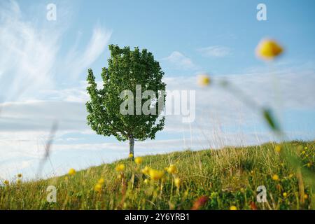 Blühende gelbe Blumen und grüner Baum auf Grasfeld Stockfoto