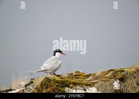 Vogel sitzt auf moosbedecktem Felsen unter klarem Himmel Stockfoto