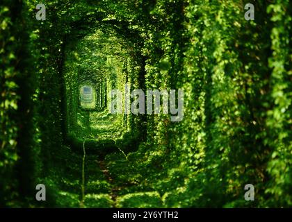 Tunnel der Liebe in der Ukraine. Die Eisenbahn im Herbstwald. Der alte geheimnisvolle Wald Stockfoto