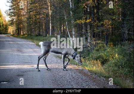 Rentiere auf einer Asphaltstraße in Lappland, Finnland Stockfoto