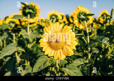 Nahaufnahme einer Sonnenblume in voller Blüte mit Bienen in einem Sonnenblumenfeld Stockfoto