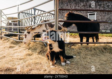 Ein Welpe sitzt auf Heu neben einem Esel und einem Pony Stockfoto