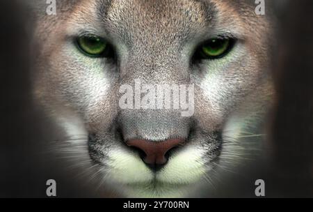 Eine Nahaufnahme des Puma Concolor Münders mit durchdringenden grünen Augen und detailliertem Fell, die eine ernste und majestätische Atmosphäre schaffen. Weißrussland, Minsk Stockfoto